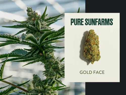 PURE SUNFARMS - GOLD FACE (Animal Face X Electric Grapefruit) 7 g PURE SUNFARMS - GOLD FACE (Animal Face X Electric Grapefruit) 7 g