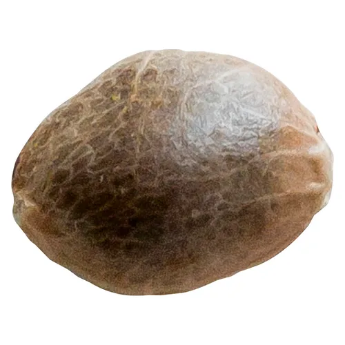 34 Street Seed Co. - Bubba Cheese - 5 Pack