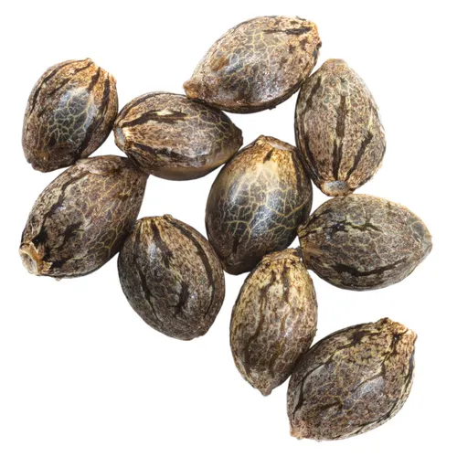 Earthwolf Farms - Cherry Vino - Cherry Vino 10 pack Seeds Earthwolf Farms - Cherry Vino - Cherry Vino 10 pack Seeds