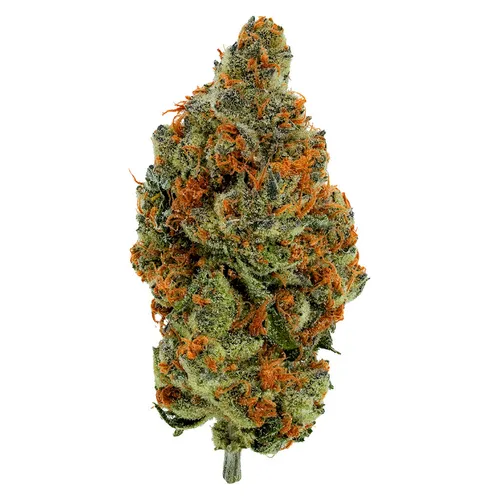 Simply Bare - BC Organic Mandarin Zktz - BC Organic Mandarin Zktz 28g Dried Flower Simply Bare - BC Organic Mandarin Zktz - BC Organic Mandarin Zktz 28g Dried Flower