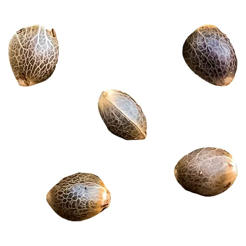 GREENHERB - Pheno Hunt - Select Female Seeds - Pheno Hunt - Select Female Seeds 5 Pack Seeds GREENHERB - Pheno Hunt - Select Female Seeds - Pheno Hunt - Select Female Seeds 5 Pack Seeds