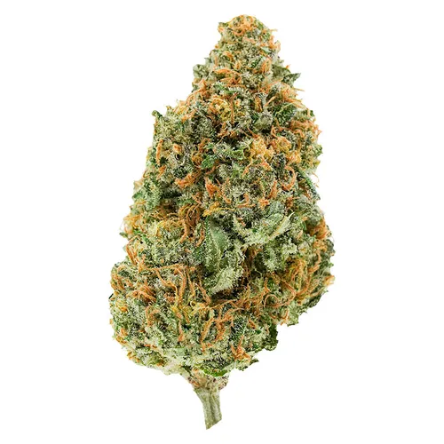BC Organic Plumz (Zerberry x Papaya Dawg) BC Organic Plumz (Zerberry x Papaya Dawg)