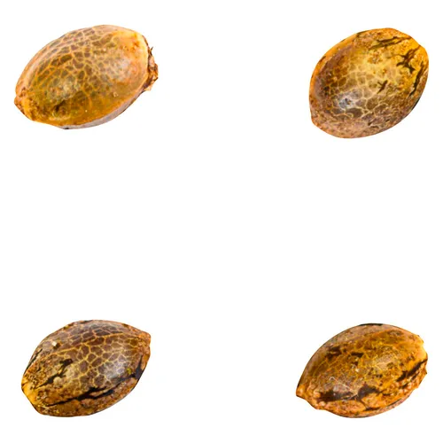 Green Rose Seeds - 41 Ghosts (auto Fem Seeds) - 4 Pack