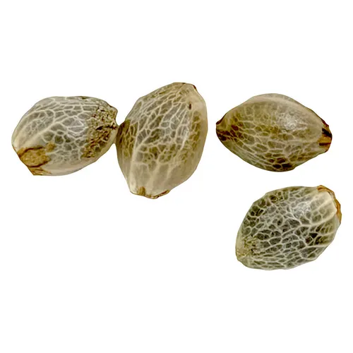 Weathered Islands - Sugar Diesel Feminized Seeds - Hybrid - 4 Pack Weathered Islands - Sugar Diesel Feminized Seeds - Hybrid - 4 Pack