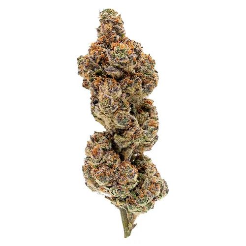 Payday Pack- Electric Honeydew