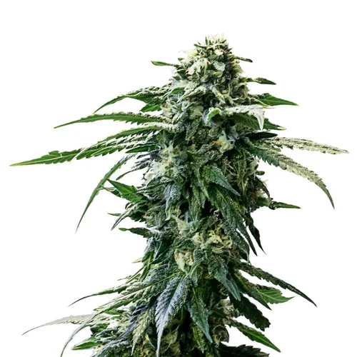34 Street Seed Co. - AK-47 (AUTO) Seeds - 5 Pack
