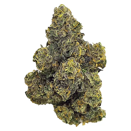 PURPLE OCTANE (Biscotti x Sherb Bx1) x (Jealousy F2) PURPLE OCTANE (Biscotti x Sherb Bx1) x (Jealousy F2)