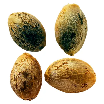 Cannabis Cup Autoflower Feminized Seed Multi pack