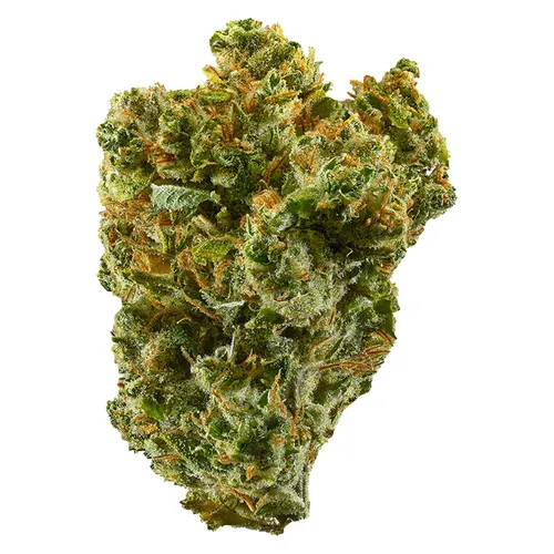 SUPER SILVER HAZE (Skunk x Northern Lights x Haze) SUPER SILVER HAZE (Skunk x Northern Lights x Haze)
