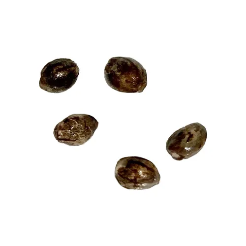 Pure CBD Raspberry Cheesecake Feminized Seeds