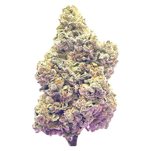 HighXotic - Royal Dive #7: Scarface OG - Royal Dive #7: Scarface OG 3.5g Dried Flower HighXotic - Royal Dive #7: Scarface OG - Royal Dive #7: Scarface OG 3.5g Dried Flower