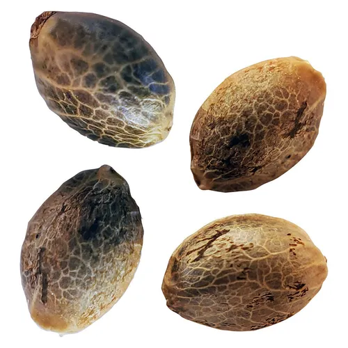 Weathered Islands - BC West Coast Feminized Seed Multi Pack - BC West Coast Feminized Seed Multi Pack 4 Pack Seeds Weathered Islands - BC West Coast Feminized Seed Multi Pack - BC West Coast Feminized Seed Multi Pack 4 Pack Seeds