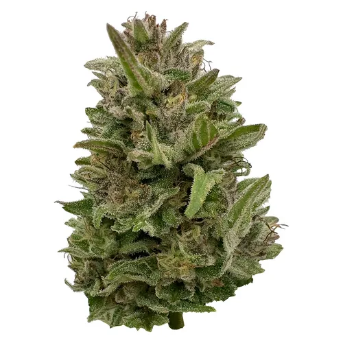 Pretty Chill Indica