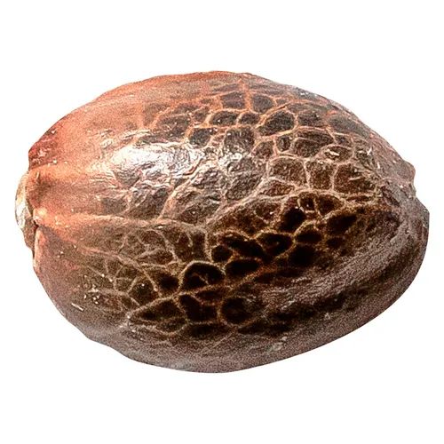 34 Street Seed Co. - Chocolate Kush - 5 Pack