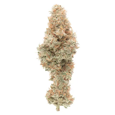 Mango Cake Dry Flower