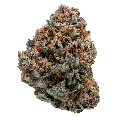 Black Domina  (Northern Lights x Hash Plant x Ortega x Afghani)