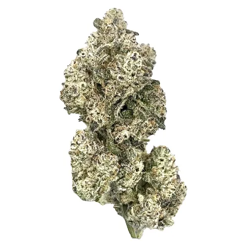 Royal Dive#5: Purple Zombie