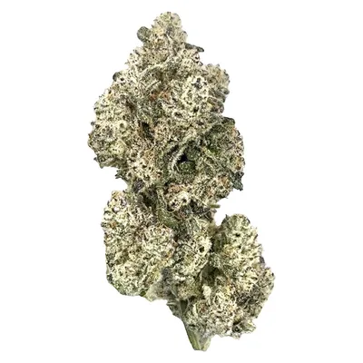 Royal Dive#5: Purple Zombie