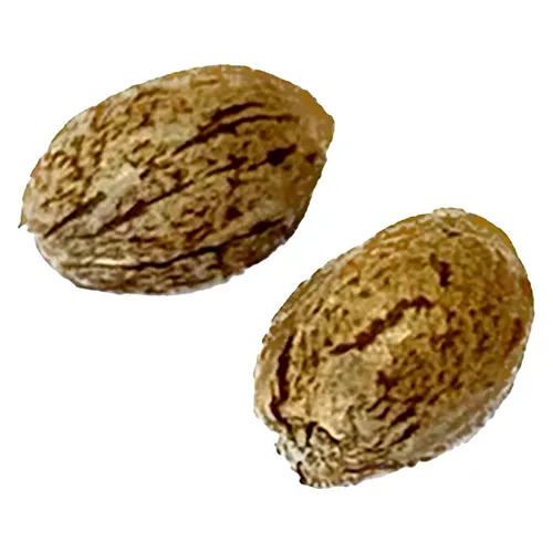 Clone Collector Seed Bank - Modified Animal Cookies - Feminized - Modified Animal Cookies - Feminized 1 Pack Seeds Clone Collector Seed Bank - Modified Animal Cookies - Feminized - Modified Animal Cookies - Feminized 1 Pack Seeds