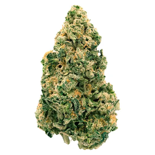 Back Forty - Galactic Jack Dried Flower