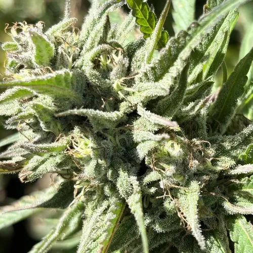 Candy Fumez Milled 7g Milled Flower