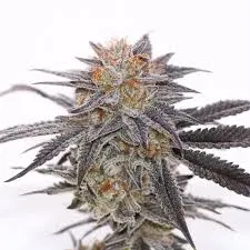 CANNABIS4GOOD 4 THE Oceans (Unicorn Blood) 7g CANNABIS4GOOD 4 THE Oceans (Unicorn Blood) 7g