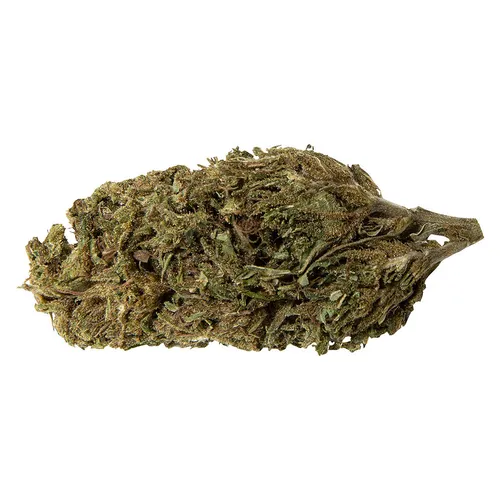 Lemon Sapphire (Lemon Skunk x Mango Sapphire) Lemon Sapphire (Lemon Skunk x Mango Sapphire)