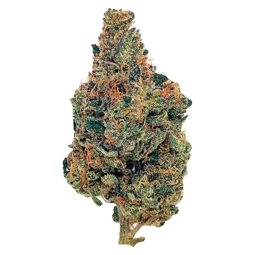 BC Organic Caviar-Z (Lime Drizzle x (Sherb Runtz x Zkittlez) BC Organic Caviar-Z (Lime Drizzle x (Sherb Runtz x Zkittlez)