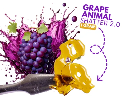 DAB BODS Grape Animal Shatter 2.0 1g DAB BODS Grape Animal Shatter 2.0 1g