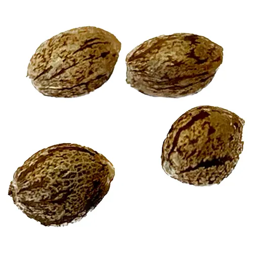 Clone Collector Seed Bank - Modified Kush Mints - Feminized Seeds 4per