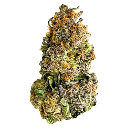 Candyland (Granddaddy Purple x Bay Platinum Cookies) Candyland (Granddaddy Purple x Bay Platinum Cookies)
