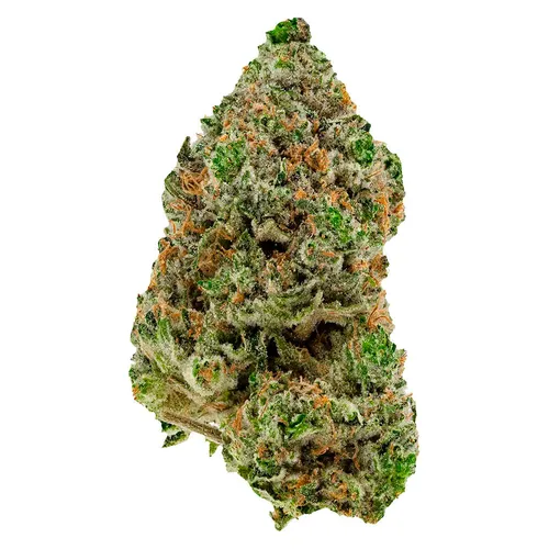 BC Organic Hibachi Blue (Blucci x Papaya Dawg) BC Organic Hibachi Blue (Blucci x Papaya Dawg)