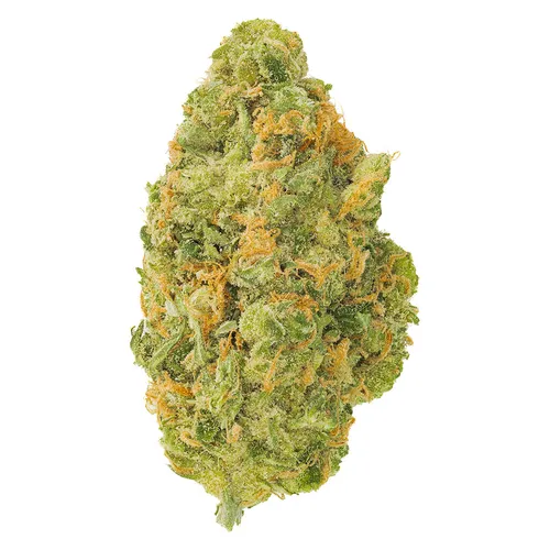 Neon Sour Flower