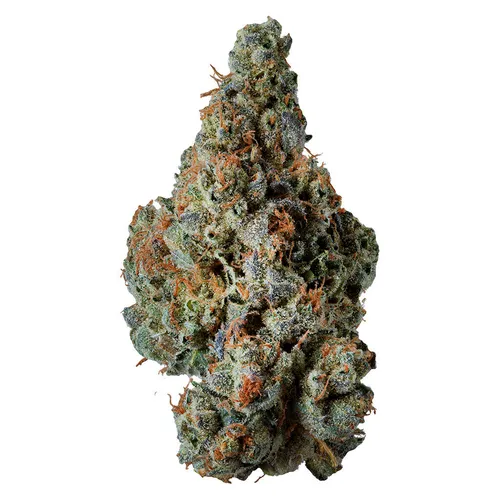 Award-Winning Craft Flower: Unicorn Shoes (Unicorn Sherbert x Orange Turbo x Dreamweaver) Award-Winning Craft Flower: Unicorn Shoes (Unicorn Sherbert x Orange Turbo x Dreamweaver)