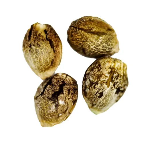 CRG Pharma - Charlotte's Diesel Seeds - 4 Pack