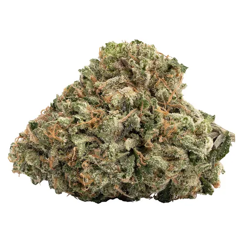 Gas Nasty (BMS x GMO)