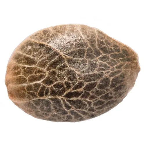 34 Street Seed Co. - Bubba Kush Seeds - 5 Pack