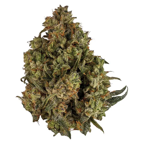 Orchid CBD - CBD Runtz - CBD Runtz 3.5g Dried Flower