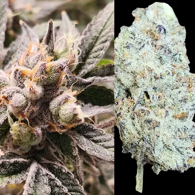 T8C Cherry Fire 3.5g T8C Cherry Fire 3.5g