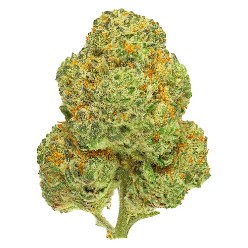 San Rafael '71 - Chemango Kush - Chemango Kush 7g Dried Flower San Rafael '71 - Chemango Kush - Chemango Kush 7g Dried Flower