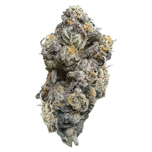 Royal Dive#3: Hindu Glue (Hindu Kush x Purple Afghani x GG) Royal Dive#3: Hindu Glue (Hindu Kush x Purple Afghani x GG)