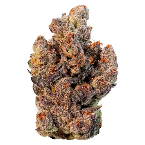 Tropical Octane (Animal Mintz BX x Chemdozer) Tropical Octane (Animal Mintz BX x Chemdozer)