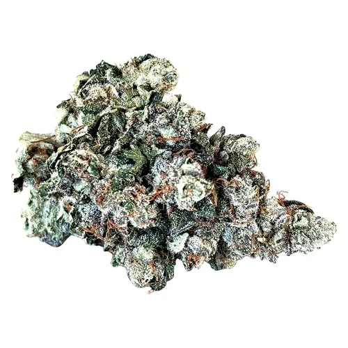 Larry (Black Domina x Gelato) Larry (Black Domina x Gelato)