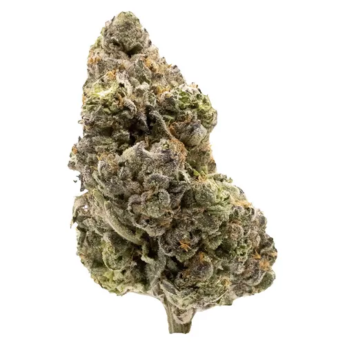 Midnight Sherb - Dried Flower
