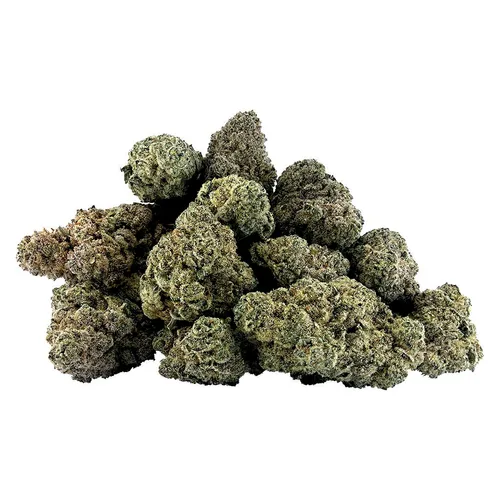 CoCo Thunder (Chocolope x Alaskan Thunder F) CoCo Thunder (Chocolope x Alaskan Thunder F)