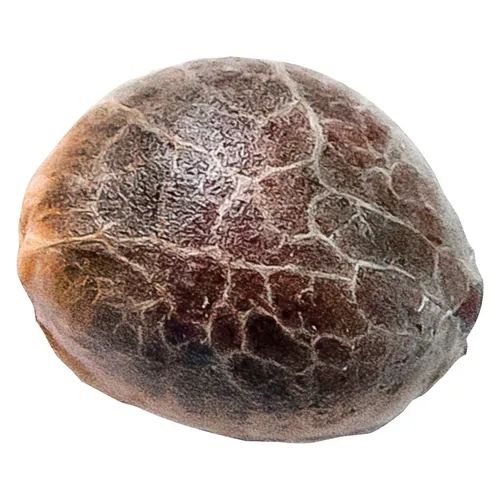 34 Street Seed Co. - Chocolope - 5 Pack