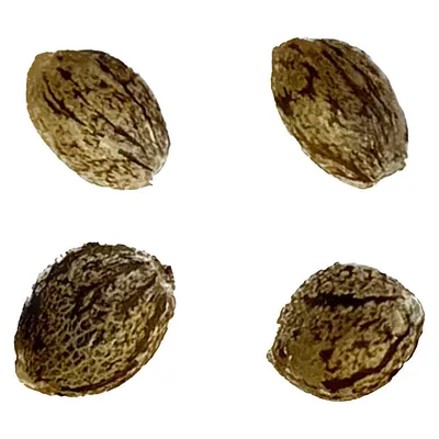 Auto Gelato Biscotti Feminized Seeds