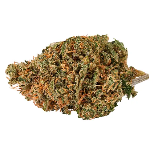 CITROLI (Citral Skunk x Original Glue) CITROLI (Citral Skunk x Original Glue)
