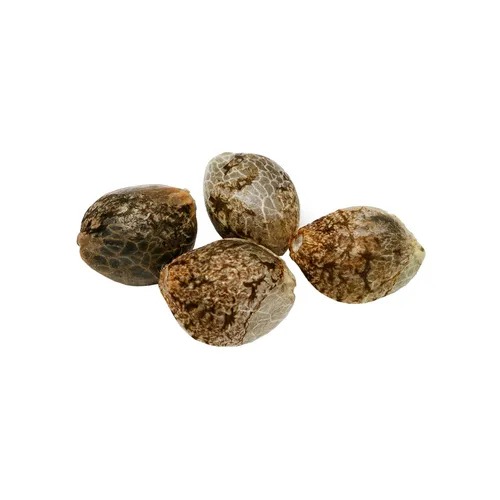 Pure Sunfarms - Cherry Head Seeds - 4 Pack