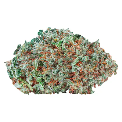 Amsterdam Sativa